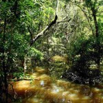 A rica biodiversidade da Amazônia é fonte de recursos estratégicos para novos insumos agrícolas e farmacêuticos, e produtos biotecnológicos de última geração. (Foto: Felipe Rosa)