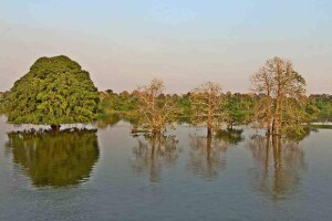 Foto: Felipe Rosa  / Amazônia