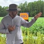 Nesta edição, participam 20 empresas, com a avaliação de 53 cultivares. O resultado será divulgado no dia 30 de abril. (Foto: Juliana Caldas)