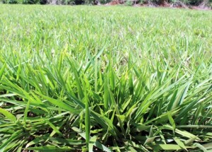 Pesquisa conduzida em ambiente controlado aponta menor reprodução de nematoides e maior vigor radicular da Brachiaria Mavuno, reforçando seu papel estratégico na cobertura de solo. (Foto: Rodrigo Alvacapa – Embrapa)