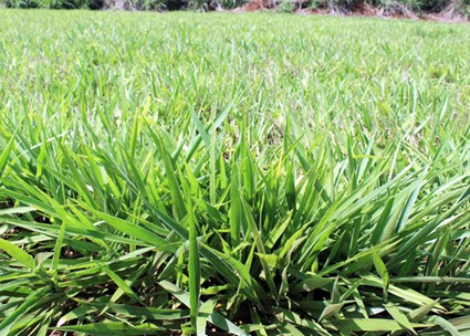 Pesquisa conduzida em ambiente controlado aponta menor reprodução de nematoides e maior vigor radicular da Brachiaria Mavuno, reforçando seu papel estratégico na cobertura de solo. (Foto: Rodrigo Alvacapa – Embrapa)