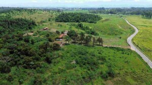 Procedimento preparatório de inquérito civil foi aberto a pedido da deputada estadual Beth Sahão (PT-SP), após área de 350 hectares, em Pindamonhangaba, interior de São Paulo, ter sido vendida, em 2024. (Fazenda de pesquisa em Pindamonhangaba / APqC/Divulgação)