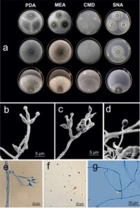 Fotos: Science Direct