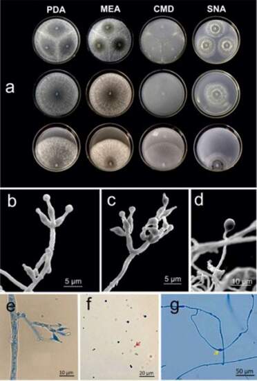 Fotos: Science Direct