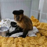 Caso raro foi confirmado em hospital veterinário de MG após investigação clínica criteriosa. O diagnóstico é considerado raro em primatas não-humanos de vida livre no Brasil. (Divulgação)