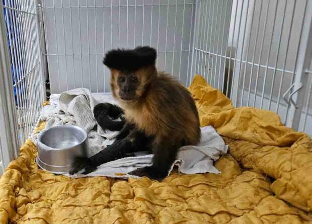 Caso raro foi confirmado em hospital veterinário de MG após investigação clínica criteriosa. O diagnóstico é considerado raro em primatas não-humanos de vida livre no Brasil. (Divulgação)