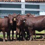A retenção de fêmeas, que começa a se intensificar novamente, sinaliza uma virada clássica do ciclo pecuário, na qual o produtor prioriza reconstruir o rebanho em detrimento de vendas imediatas. (Divulgação)