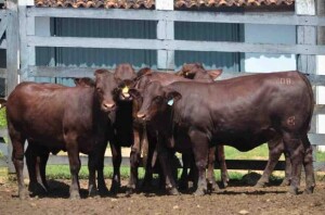 A retenção de fêmeas, que começa a se intensificar novamente, sinaliza uma virada clássica do ciclo pecuário, na qual o produtor prioriza reconstruir o rebanho em detrimento de vendas imediatas. (Divulgação)