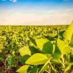 Integração produtiva, ciência e agricultura regenerativa fortalecem a sustentabilidade e o papel do país na segurança alimentar no mundo. O Brasil já alimenta direta ou indiretamente centenas de milhões de pessoas, estima a Fundepag. (Divulgação)