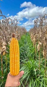 WhatsApp-Image-2026-02-02 - Divulgação SBS Green Seeds