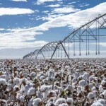 Atendendo solicitação da Abapa, a Agência Estadual de Defesa Agropecuária da Bahia (Adab)prorrogou o prazo para conclusão de plantio até 17 de fevereiro. A decisão foi oficializada por meio da Portaria nº 014/2026. (Foto: divulgação)