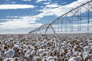 Atendendo solicitação da Abapa, a Agência Estadual de Defesa Agropecuária da Bahia (Adab)prorrogou o prazo para conclusão de plantio até 17 de fevereiro. A decisão foi oficializada por meio da Portaria nº 014/2026. (Foto: divulgação)