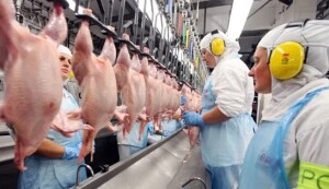 Exportações brasileiras de carne de frango chega a US$ 945,4 milhões, número 8,6% superior ao alcançado no mesmo período do ano passado. China reassume liderança nos embarques mensais. (Foto: reprodução Agrimídia)