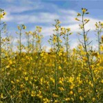 Expansão da área plantada, novos materiais genéticos adaptados e mercado aquecido, reforçam potencial da oleaginosa no sistema produtivo nacional e se consolida como uma alternativa de diversificação e renda para produtores rurais. (Divulgação Advanta)