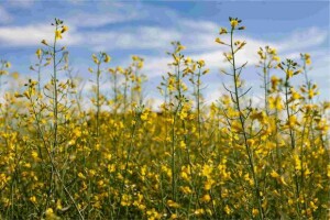 Expansão da área plantada, novos materiais genéticos adaptados e mercado aquecido, reforçam potencial da oleaginosa no sistema produtivo nacional e se consolida como uma alternativa de diversificação e renda para produtores rurais. (Divulgação Advanta)