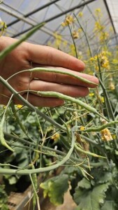 Canola em casa de vegetação - Foto Agnaldo Chaves03