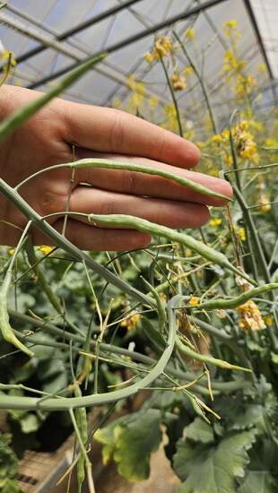 Canola em casa de vegetação - Foto Agnaldo Chaves03