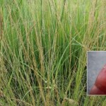 Planta invasora se espalha rapidamente, reduz capacidade de lotação em até 40% e gera impacto econômico expressivo. (Foto: capim-capeta /Divulgação)