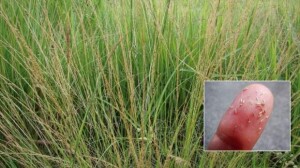 Planta invasora se espalha rapidamente, reduz capacidade de lotação em até 40% e gera impacto econômico expressivo. (Foto: capim-capeta /Divulgação)