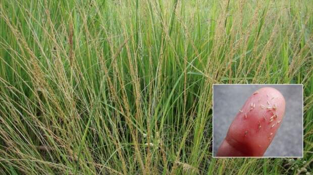 Planta invasora se espalha rapidamente, reduz capacidade de lotação em até 40% e gera impacto econômico expressivo. (Foto: capim-capeta /Divulgação)