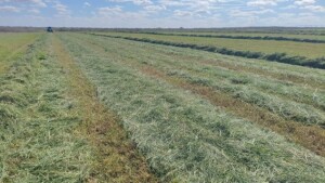 Pastagem da Fazenda São José, no Ceará, após o fim do processo de implantação do capim Tifton 85. (Divulgação)