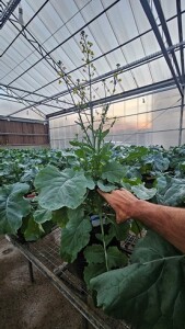 Foto: Agnaldo Chaves