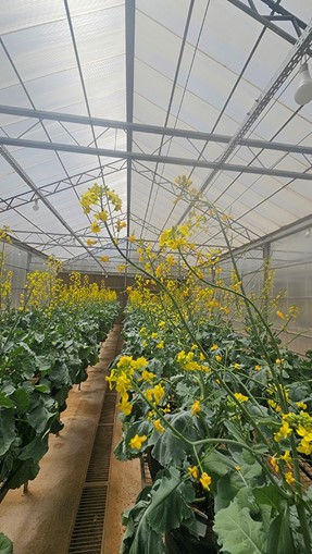 Foto Agnaldo Chaves 01