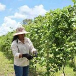 No Dia Internacional da Mulher, histórias de produtoras de Flores de Goiás mostram como a agricultura irrigada tem ampliado renda, oportunidades e protagonismo feminino no meio rural. (Foto: Yas Fonseca/MIDR)