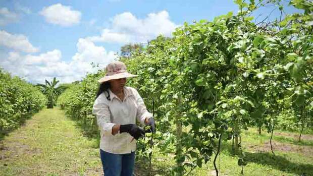 No Dia Internacional da Mulher, histórias de produtoras de Flores de Goiás mostram como a agricultura irrigada tem ampliado renda, oportunidades e protagonismo feminino no meio rural. (Foto: Yas Fonseca/MIDR)