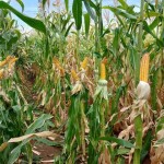 Os programas Milho e Sorgo Baixo Carbono são marcas-conceito inovadoras porque focam no produto e não na propriedade. A abertura do edital público para seleção das instituições apoiadoras será em agosto de 2026. (Foto: Sandra Brito)