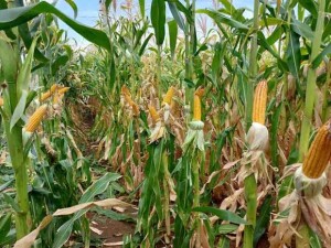 Os programas Milho e Sorgo Baixo Carbono são marcas-conceito inovadoras porque focam no produto e não na propriedade. A abertura do edital público para seleção das instituições apoiadoras será em agosto de 2026. (Foto: Sandra Brito)