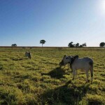 Com boa estratégia, produtor pode garantir a oferta de alimentos ao rebanho durante os períodos mais críticos, porém é preciso eficiência e planejamento forrageiro. (Divulgação SememBrás)