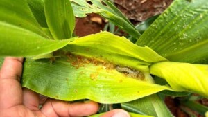 Especialistas reforçam que a resposta passa por MIP mais rigoroso, com vistorias mais frequentes e atenção ao que fica "escondido" na palhada. (Lagarta-do-cartucho / divulgação Sell Agro)