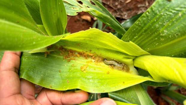 Especialistas reforçam que a resposta passa por MIP mais rigoroso, com vistorias mais frequentes e atenção ao que fica "escondido" na palhada. (Lagarta-do-cartucho / divulgação Sell Agro)