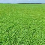 Com mais que o dobro de proteína em relação às demais forrageiras tropicais e melhor resistência ao clima, Tifton 85 possibilita triplicar a lotação de animais por cada hectare plantado. (Divulgação)