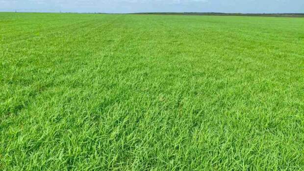 Com mais que o dobro de proteína em relação às demais forrageiras tropicais e melhor resistência ao clima, Tifton 85 possibilita triplicar a lotação de animais por cada hectare plantado. (Divulgação)