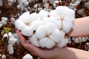 Abrapa participa da Bremen Cotton Conference e leva ao mercado europeu temas como qualidade, rastreabilidade e as estratégias de mercado que garantem o sucesso nas exportações. (Foto: Divulgação / Abrapa)