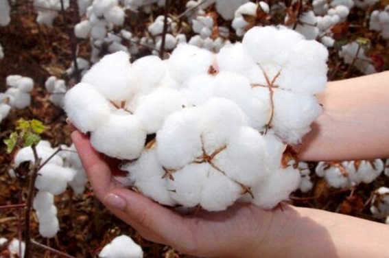 Abrapa participa da Bremen Cotton Conference e leva ao mercado europeu temas como qualidade, rastreabilidade e as estratégias de mercado que garantem o sucesso nas exportações. (Foto: Divulgação / Abrapa)