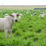 As novas opções de forrageiras oferecem maior resistência a estresses abióticos, como a seca e maior tolerância a pragas, como as cigarrinhas, resultando em pastagens superiores e mais lucratividade para a fazenda. (Divulgação)