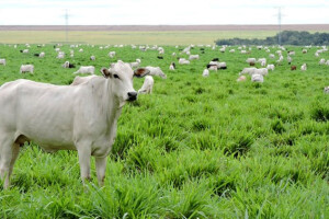 As novas opções de forrageiras oferecem maior resistência a estresses abióticos, como a seca e maior tolerância a pragas, como as cigarrinhas, resultando em pastagens superiores e mais lucratividade para a fazenda. (Divulgação)