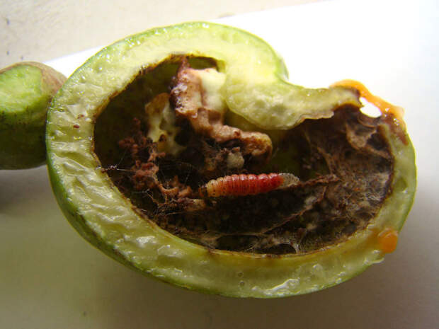 260422_MonitoraCaju_Antonio_Lindemberg.Castanha furada_Traça-da-castanha_praga