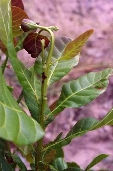 _MonitoraCaju_Antonio_Lindemberg_Broca-das-pontas_Murcha do ramo, orifício com resina 