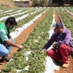 Elevação das temperaturas e mudanças no regime de chuvas deve gerar mais doenças e perda de produtividade nas hortas. (Divulgação/Emater-D)