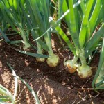 Sakata e Agritu levarão ao SENACE 2026 e à Festa da Cebola soluções inovadoras que ampliam as opções de cultivo para horticultores do Sul e de todo o país. (Fotos: Divulgação)