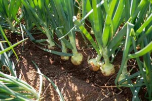 Sakata e Agritu levarão ao SENACE 2026 e à Festa da Cebola soluções inovadoras que ampliam as opções de cultivo para horticultores do Sul e de todo o país. (Fotos: Divulgação)