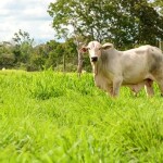 Muitas vezes, as pastagens são negligenciadas e deixadas à própria sorte, em uma gestão baseada no acaso. Essa postura compromete uma das atividades mais tradicionais do agronegócio brasileiro. (Embrapa / Divulgação)