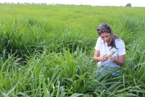 Foto: Embrapa / divulgação)