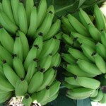 Ambas as culturas são pesquisadas pela equipe técnica da Embrapa Mandioca e Fruticultura (BA), que possui, há décadas, programas de melhoramento genético dedicados a elas. Os frutos da BRS Platina são muito semelhantes aos da Prata Anã. (Foto: Léa Cunha)