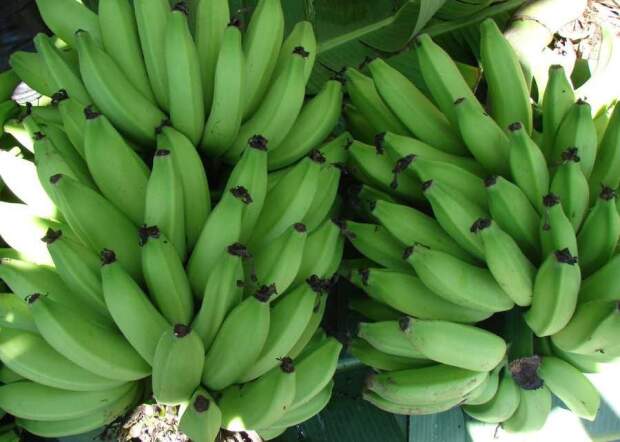 Ambas as culturas são pesquisadas pela equipe técnica da Embrapa Mandioca e Fruticultura (BA), que possui, há décadas, programas de melhoramento genético dedicados a elas. Os frutos da BRS Platina são muito semelhantes aos da Prata Anã. (Foto: Léa Cunha)