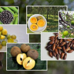 Feira Brasil na Mesa vai oferecer acesso gratuito a uma variedade de frutas nativas pouco conhecidas, degustações, seminários técnicos, vitrines vivas, trilhas do Cerrado, cozinha show, apresentações culturais e feira livre de alimentos. (Divulgação)